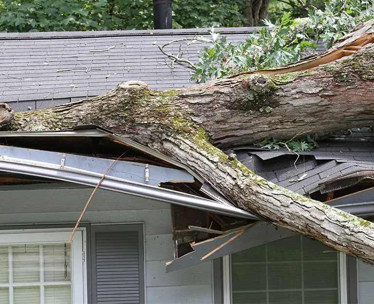 Wind Damage